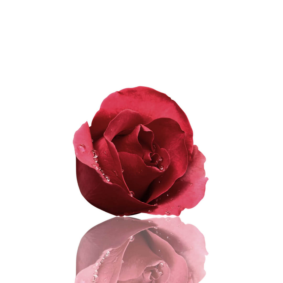 The Truth About Fragrance.