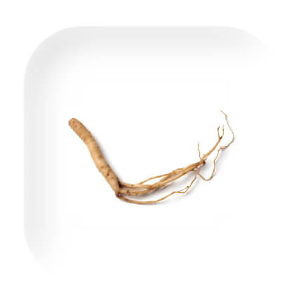 ginseng.