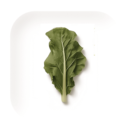 cabbage leaf.