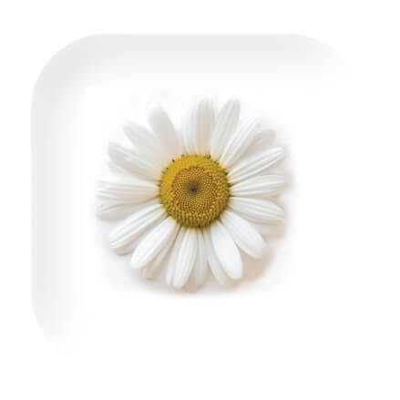 chamomile flower.