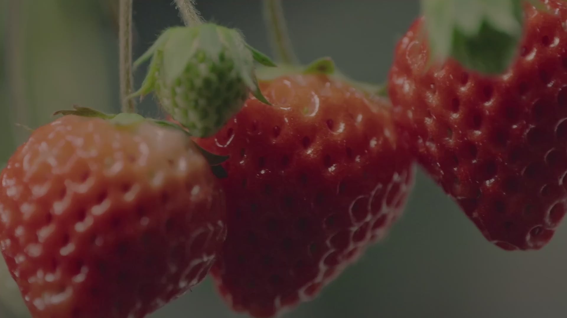 iota / Oishii Berry Body Wash⁺